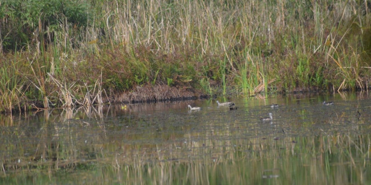 Number of Greylag Goose increases in Ghodaghodi bird sanctuary