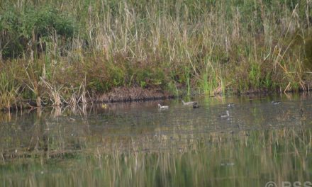 Number of Greylag Goose increases in Ghodaghodi bird sanctuary