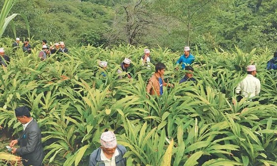 Lamjung earns over Rs 243 million from cardamom sales this FY