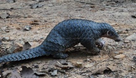 Endangered black pangolin found in Khotang