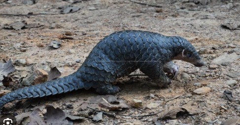Endangered black pangolin found in Khotang