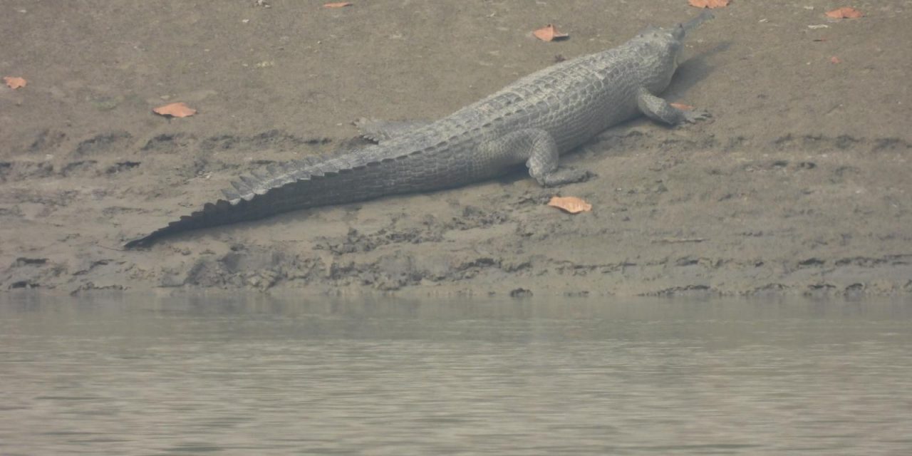 Gharial reportedly spotted in Devghat Area
