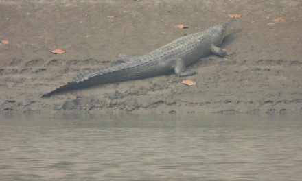 Gharial reportedly spotted in Devghat Area
